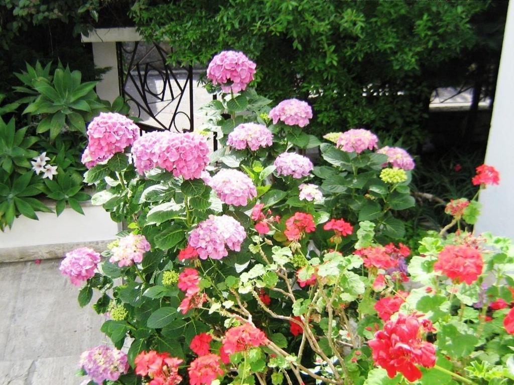B&B Il Giardino Di Villa Anna Trecase Exteriér fotografie