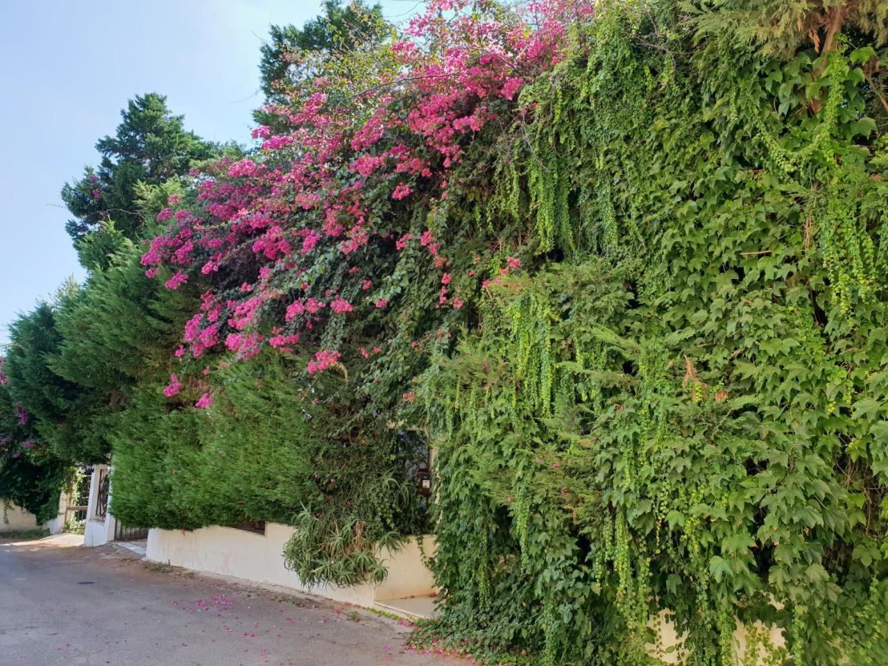 B&B Il Giardino Di Villa Anna Trecase Exteriér fotografie