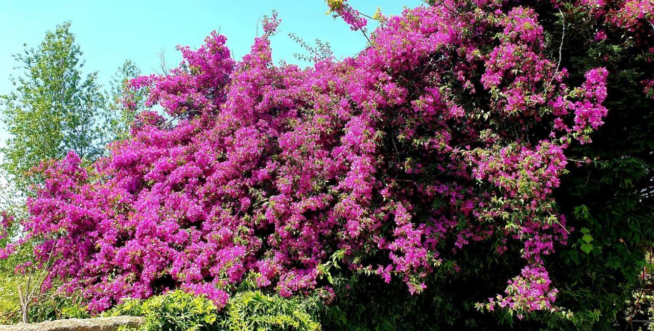 B&B Il Giardino Di Villa Anna Trecase Exteriér fotografie