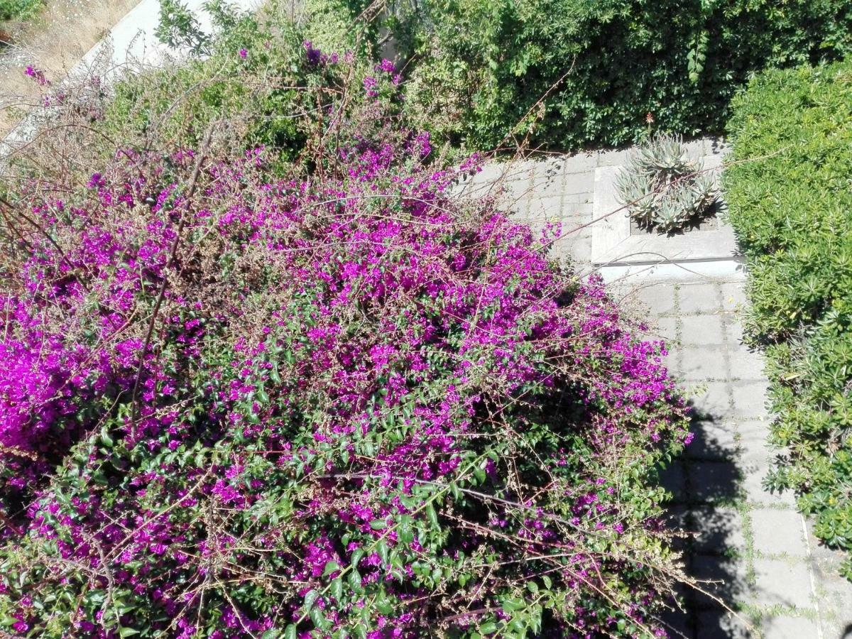 B&B Il Giardino Di Villa Anna Trecase Exteriér fotografie